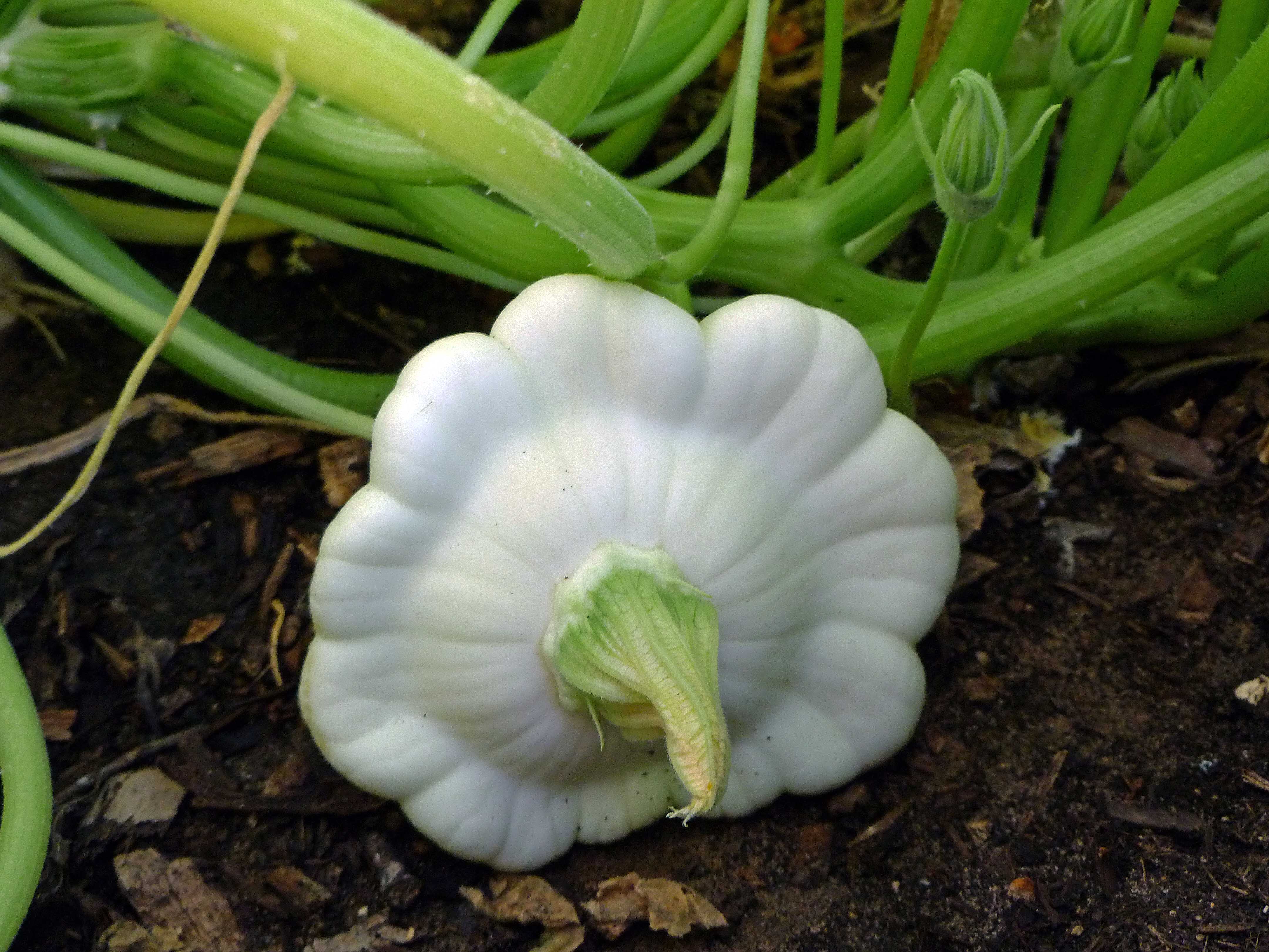 white-squash-centex-cooks