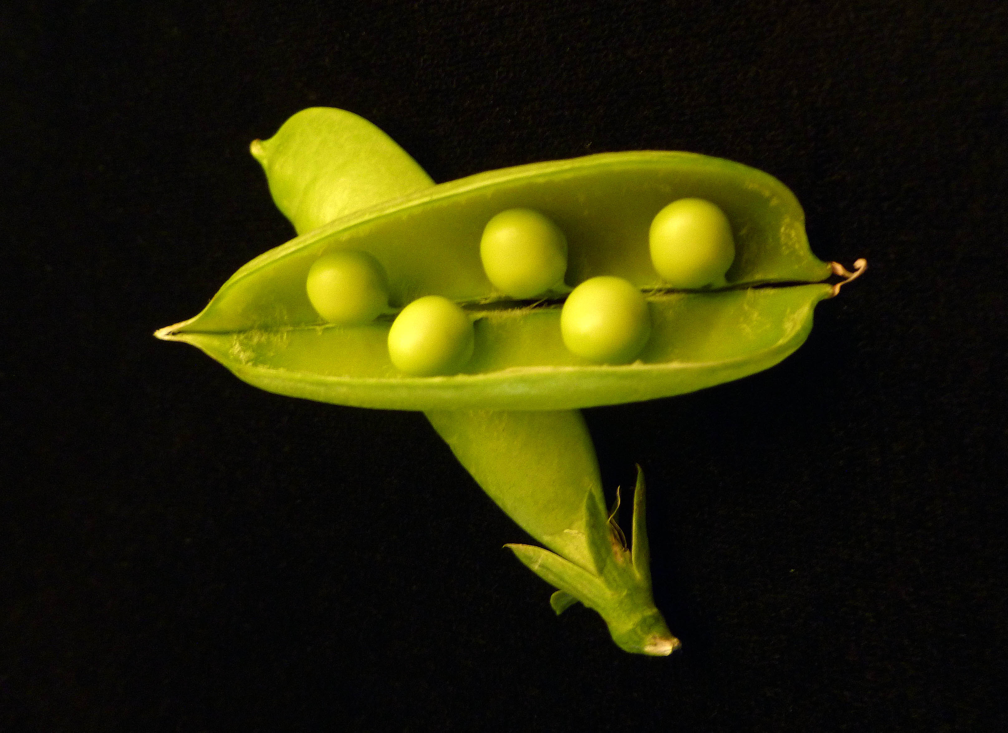 Pea Pod by DS - Centex Cooks
