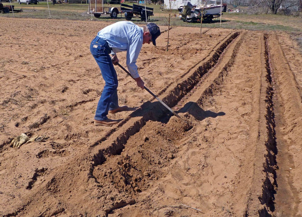 Pulling Dirt Over Planted Potato Row 07
