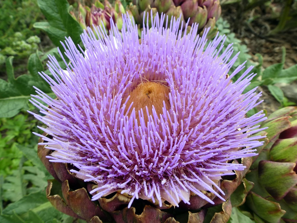 Artichoke Bloom