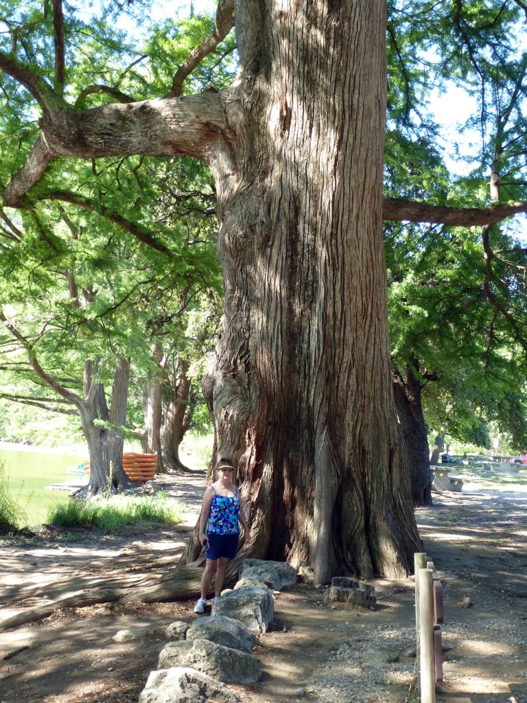 Frio Huge Cypress Tree