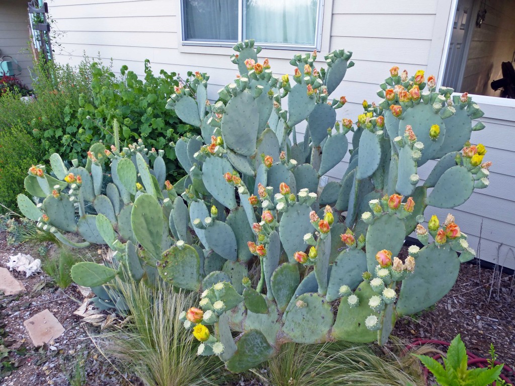 Blooming Thornless Prickly Pear