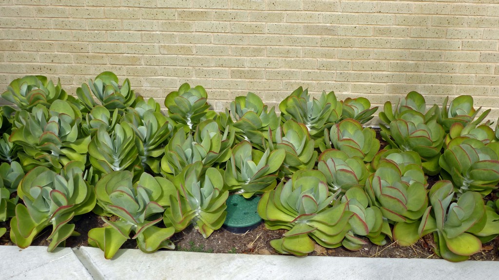 Succulents 2