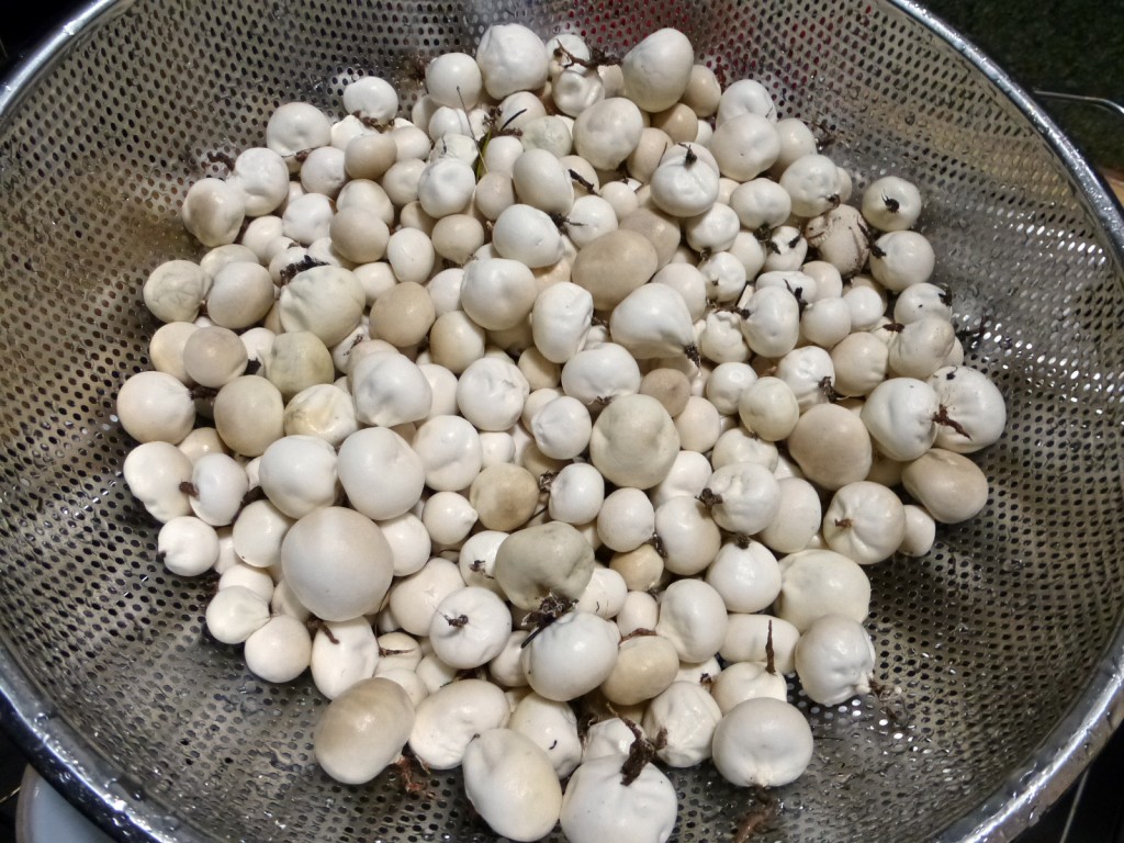 Clean Puffball Mushrooms