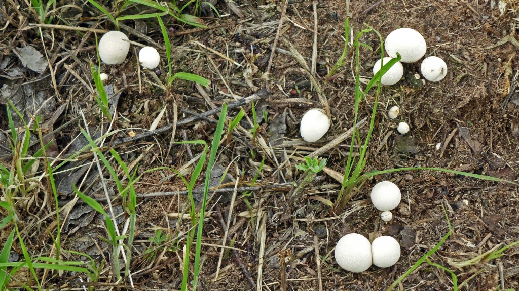 Puffball Mushrooms in Field