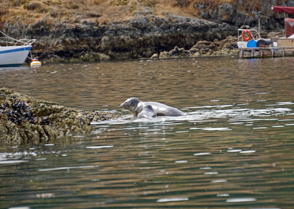 Harbor Seal and Cub