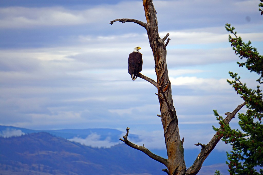 Rocky Mountianeer Eagle 1