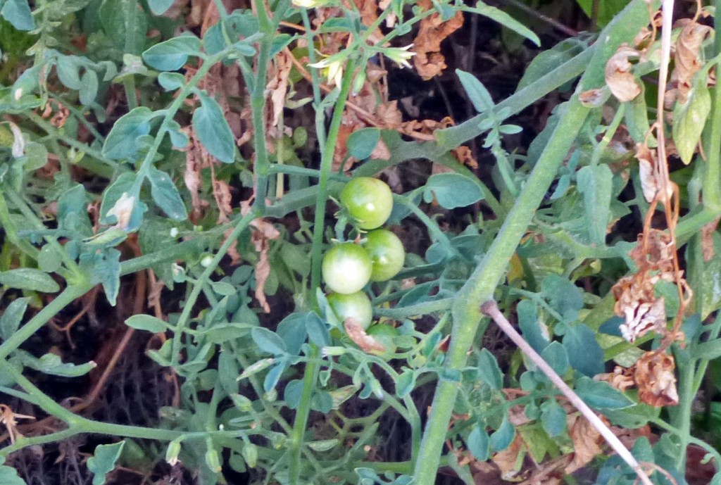 New Tomatoes