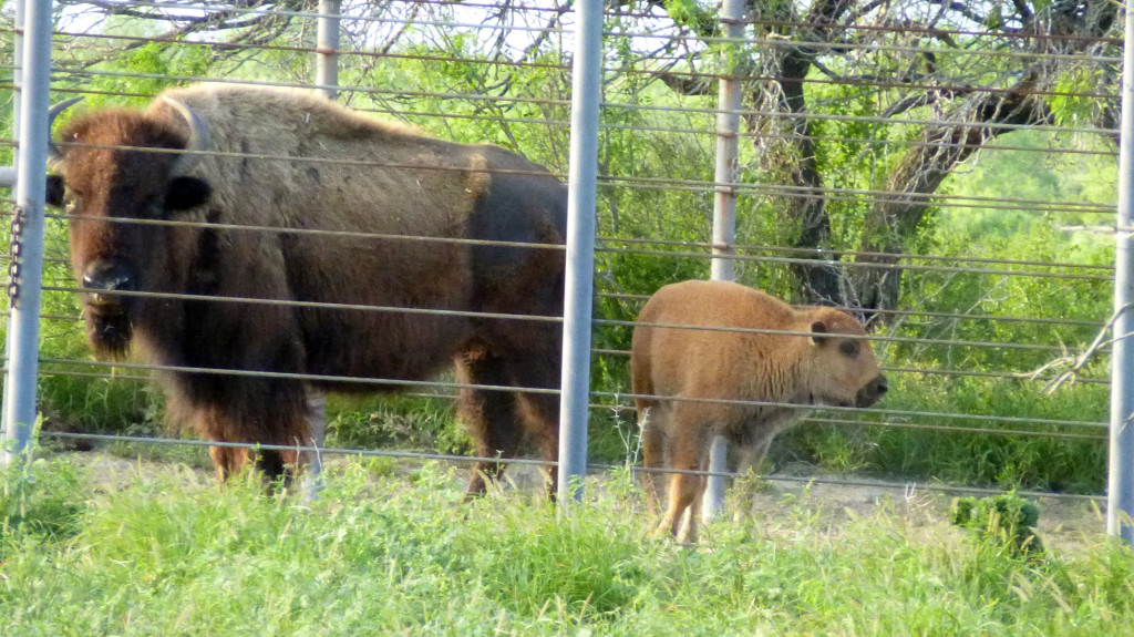 Buffalo Mom and Calf