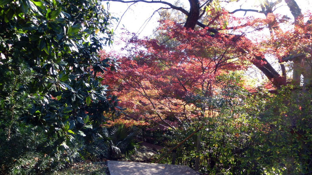 Ft Worth Japanese Gardens