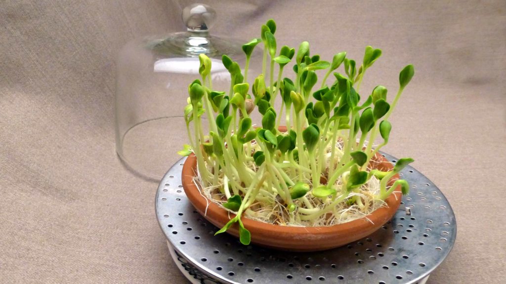 Butternut Squash Sprouts