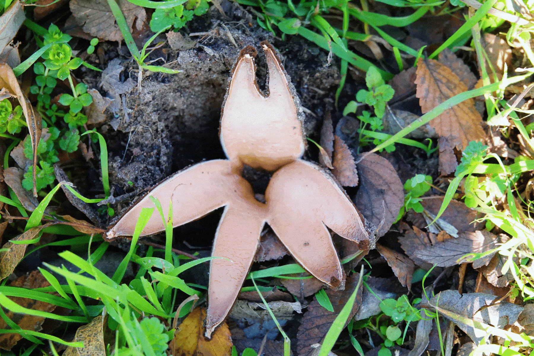 Texas Star Mushroom